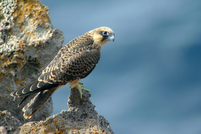 Falco della regina in Digiscoping